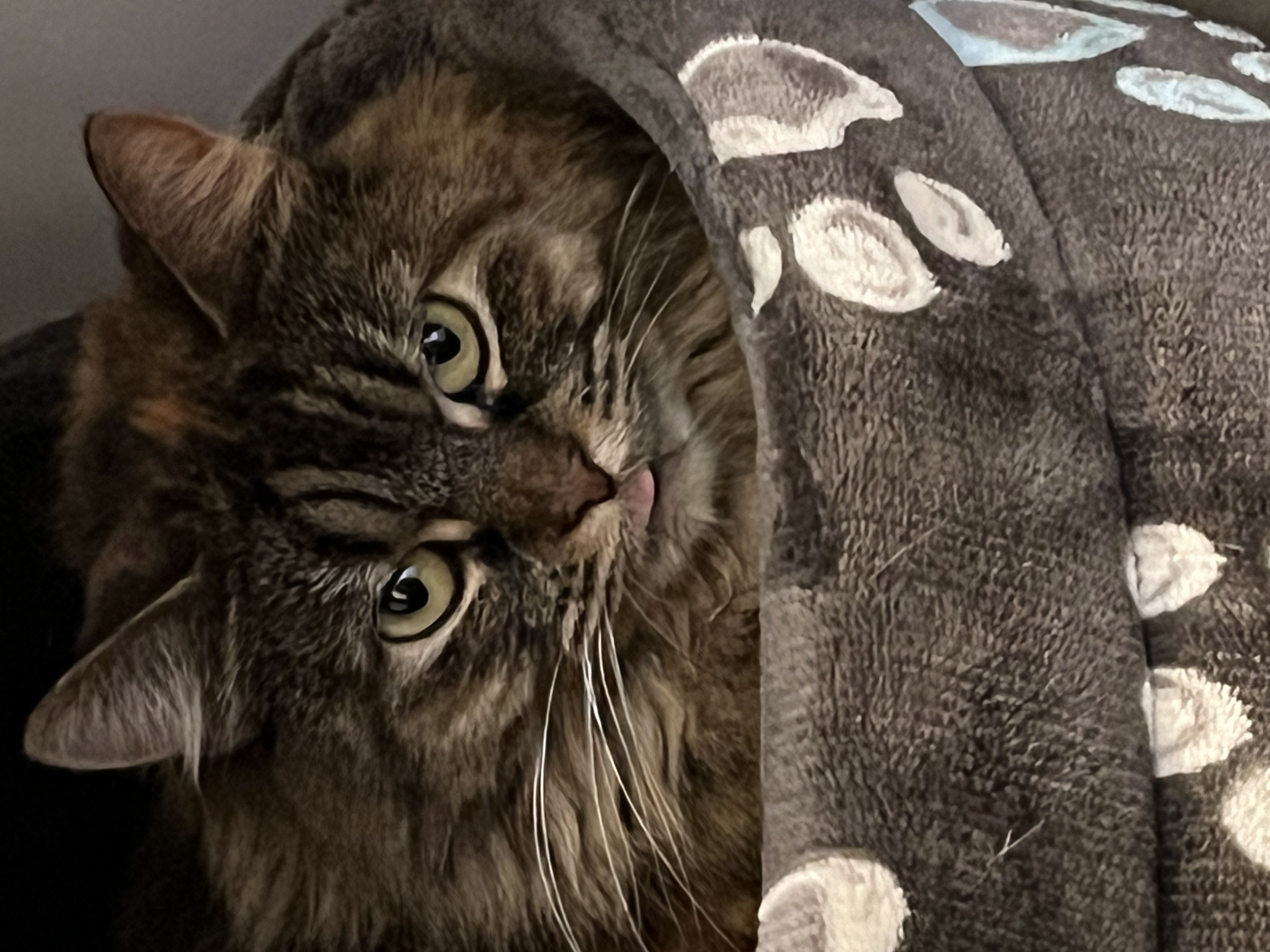Cat Icon